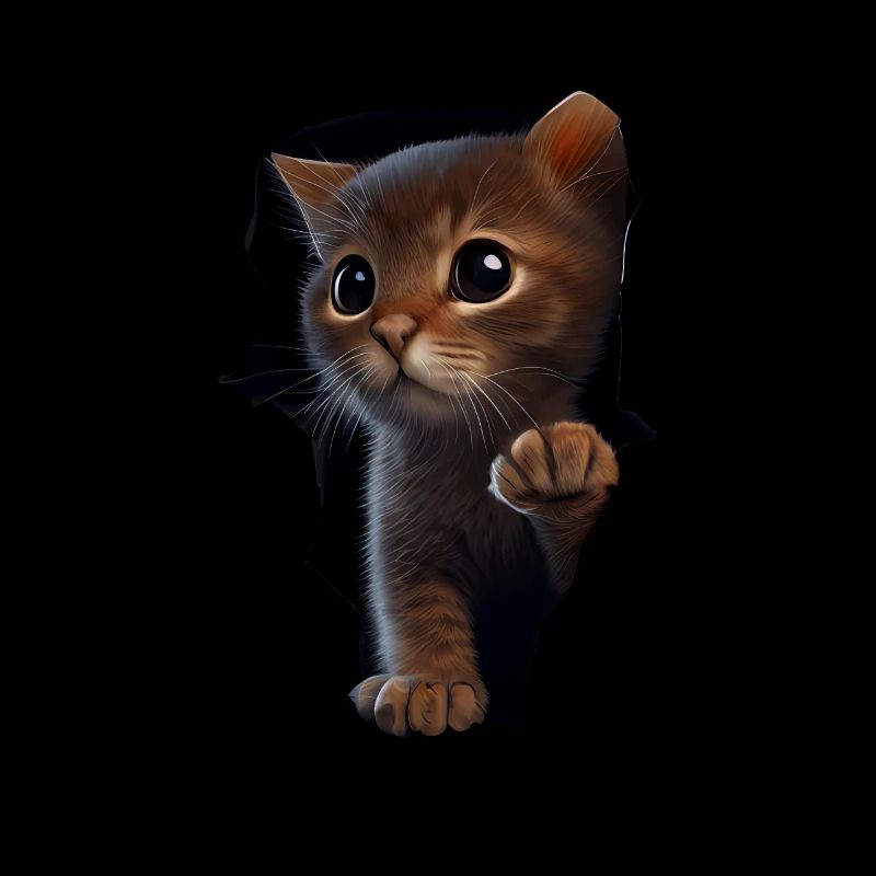 Chat mignon Chaton Craqué Chat Amants Chats Chats