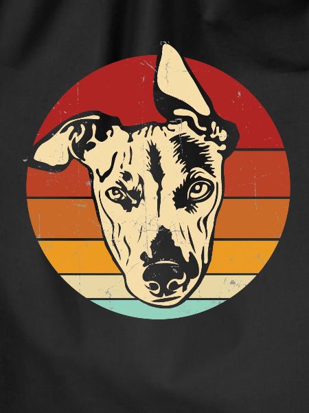 Whippet