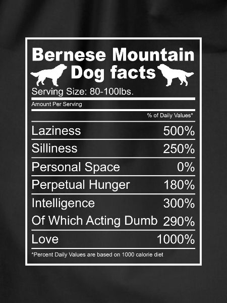 Bernese Mountain Dog