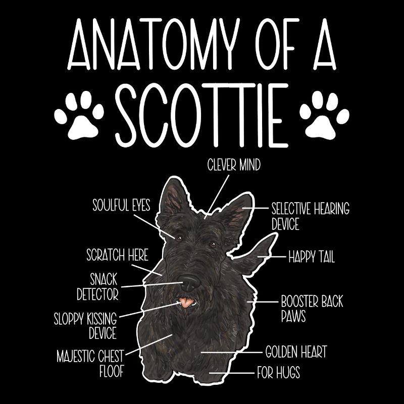 Scottish Terrier Scottie Hund