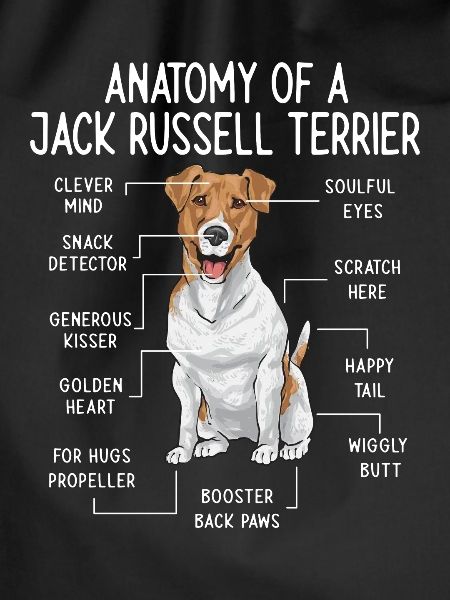Jack Russell Terrier