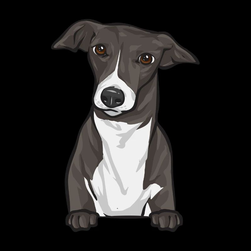 Lévrier italien Greyhound Chiens