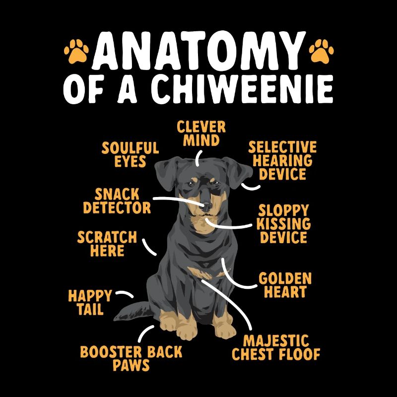 Chiweenie Dog