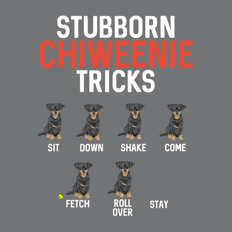 Chiweenie Dog