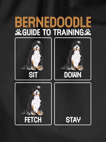 Bernedoodle Dog