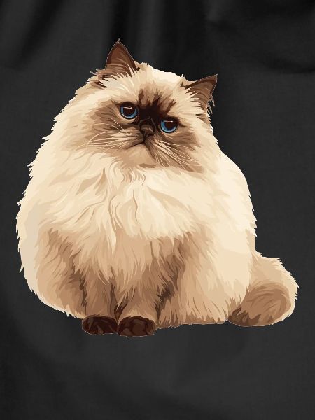 Himalayan Cat Colourpoint Katze