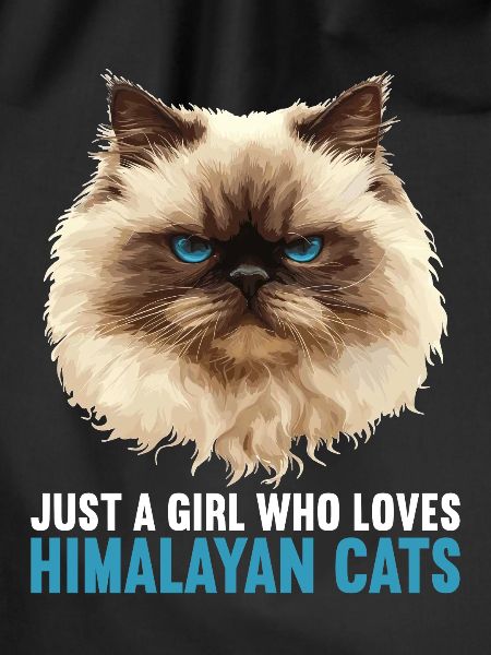 Himalayan Cat Colourpoint Katze