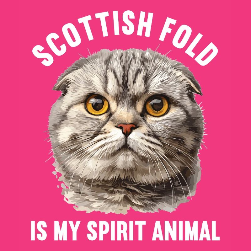 Scottish Fold Kitten Scottish Fold chat
