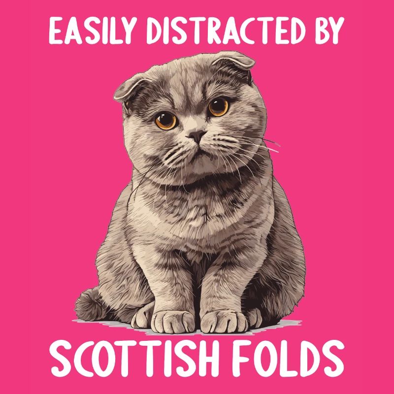 Scottish Fold Kätzchen Scottish Fold Katze