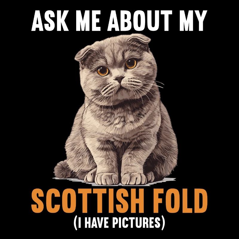 Scottish Fold Kitten Scottish Fold Cat