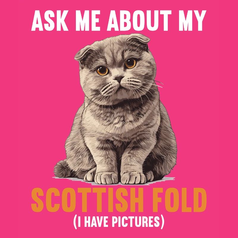 Scottish Fold Kitten Scottish Fold chat