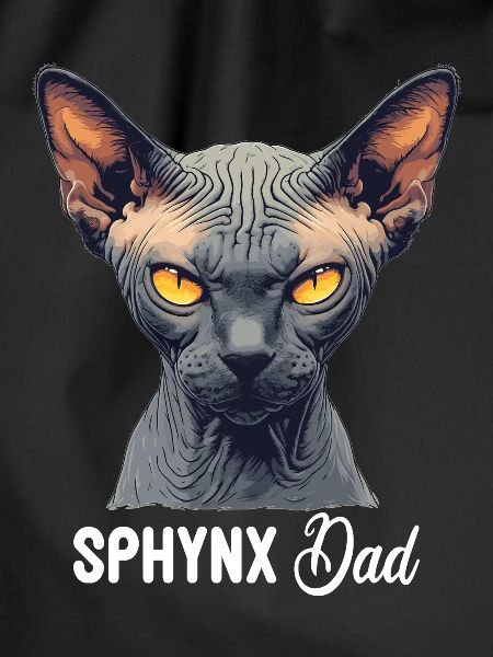 Sphynx Kitten Sphynx Cat