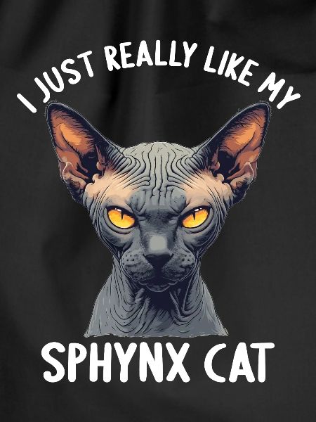 Sphynx Kitten Sphynx Cat