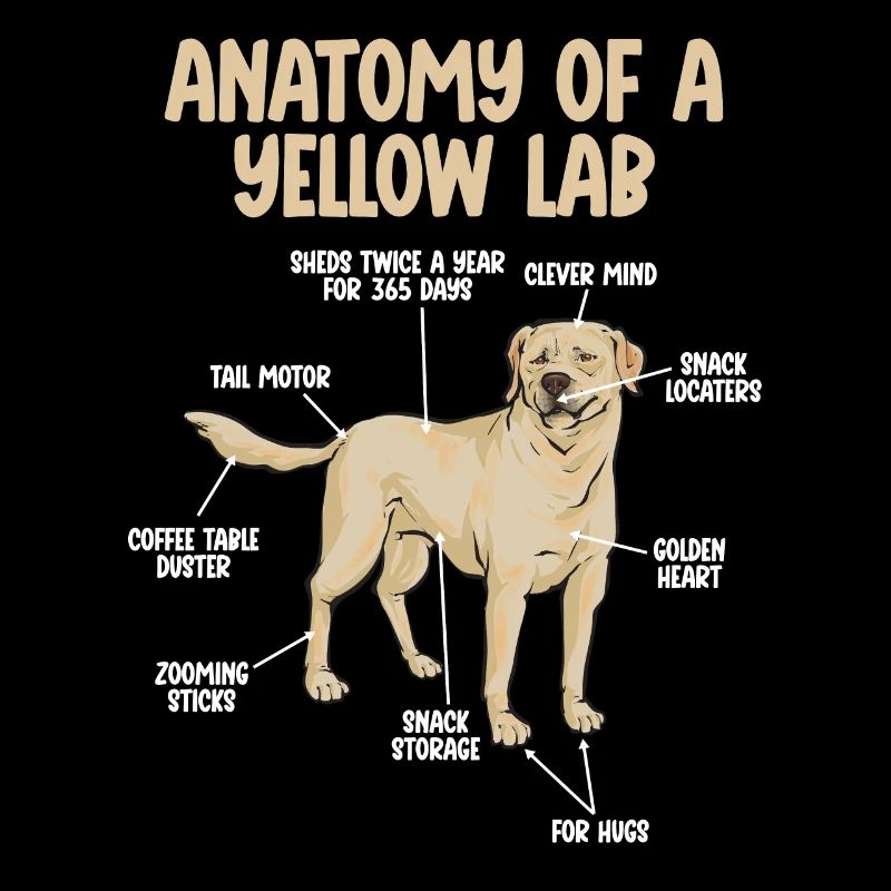 Yellow Labrador Retriever