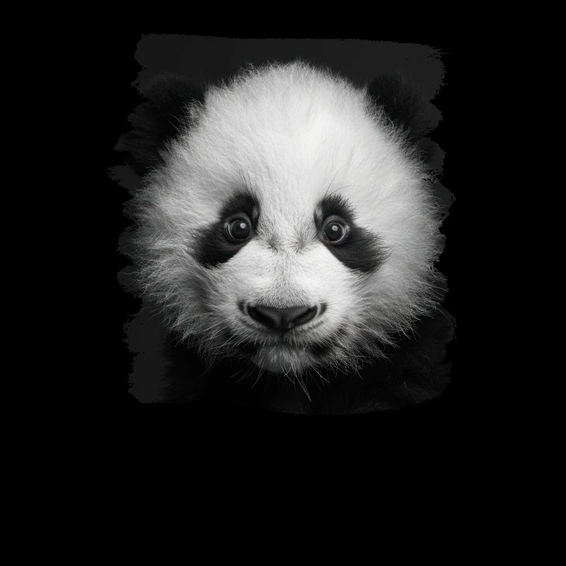 Panda géant Pandas Große Pandas Großer Panda