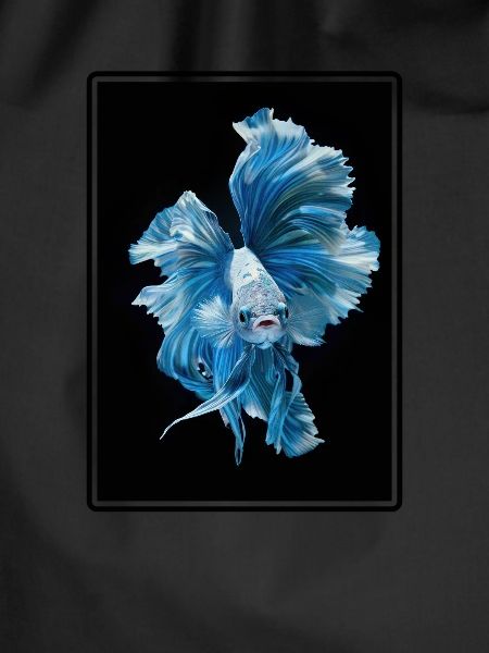 Bettas Betta Fish Betta