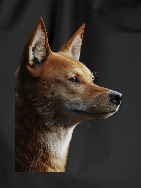 Dingo