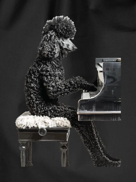 Poodle