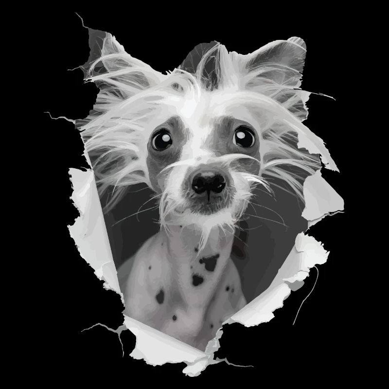 Chinesischer Schopfhund