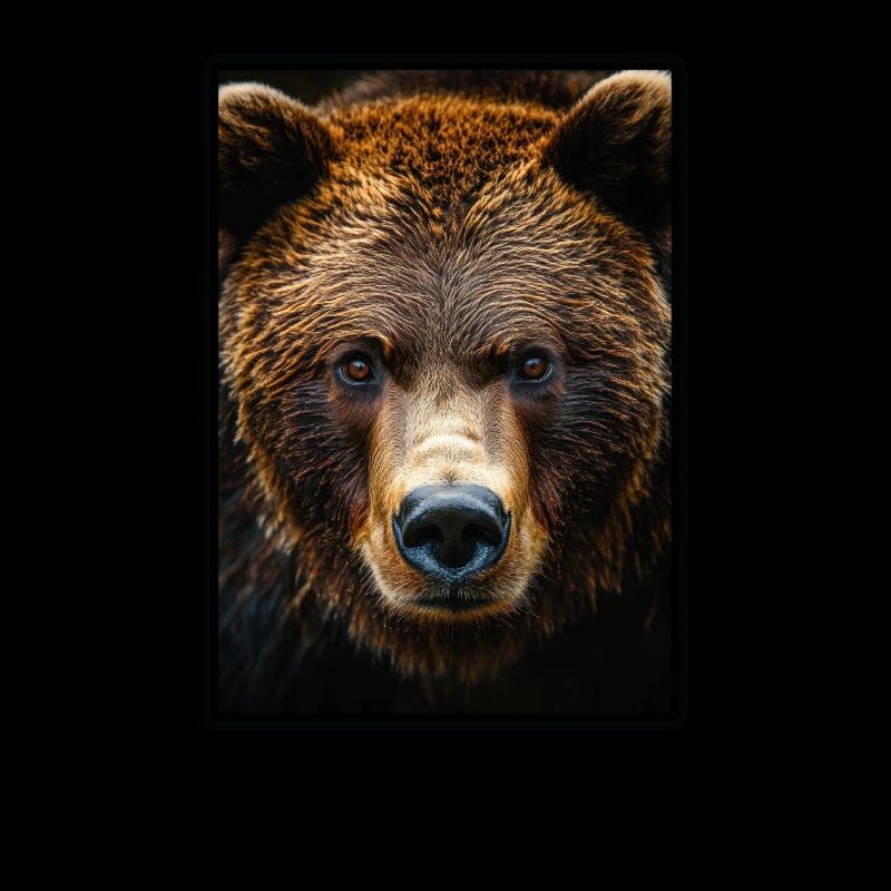 Grizzlis Ours grizzly