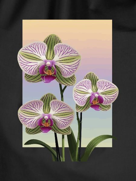 Orchidee