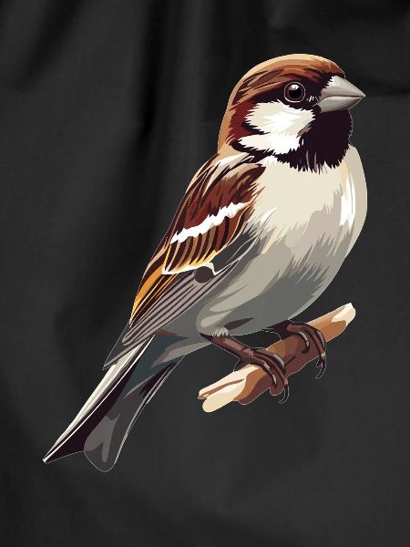 Sparrows Sparrow
