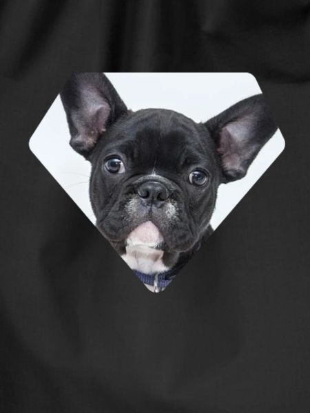 French Bulldog - Frenchie