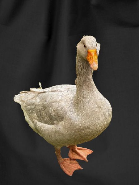 Clever beautiful goose