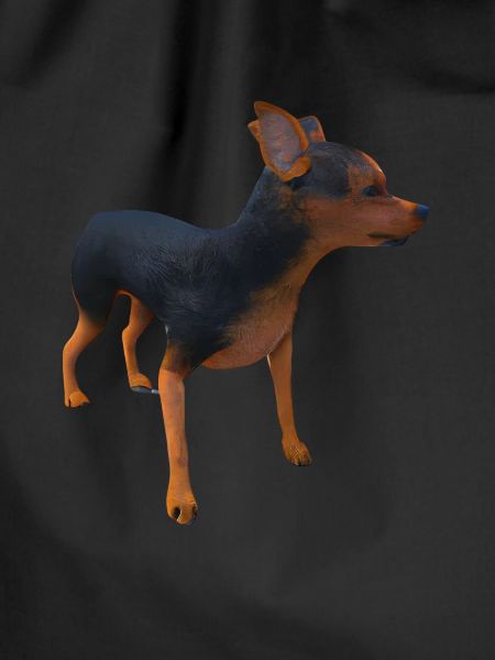 Lancashire Heeler