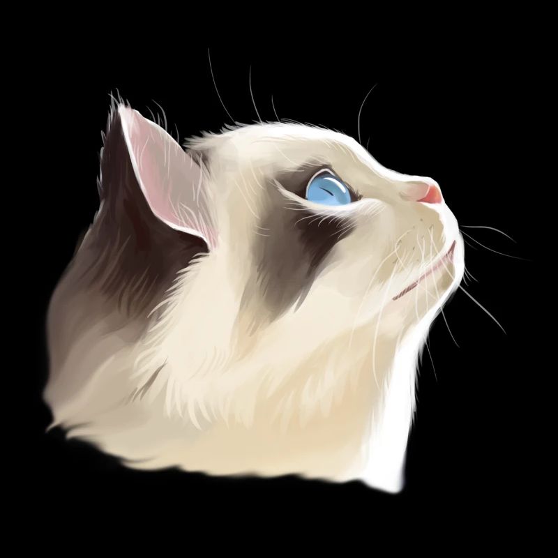High-looking cat