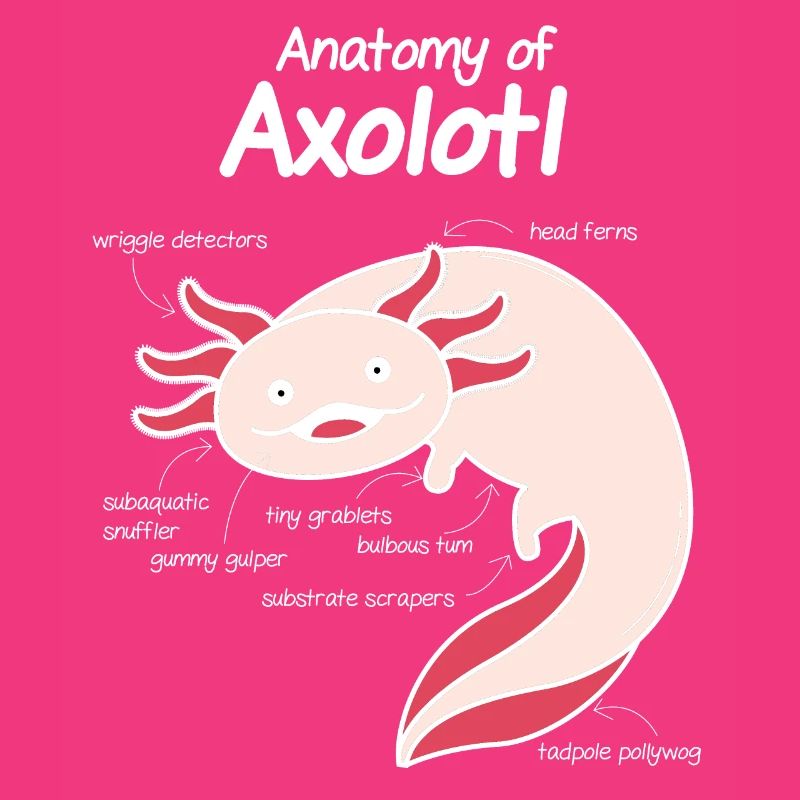 Axolotl