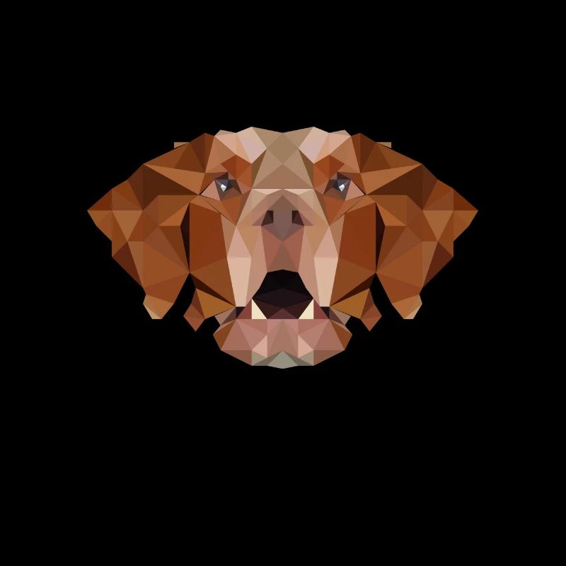 Epagneul Breton Polygone Spaniel Chien chef chien