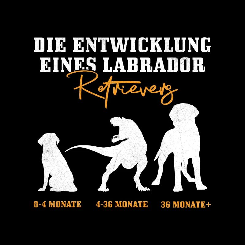 Labrador Hund DIE ENTWICKLUNG EINES LABRADORS