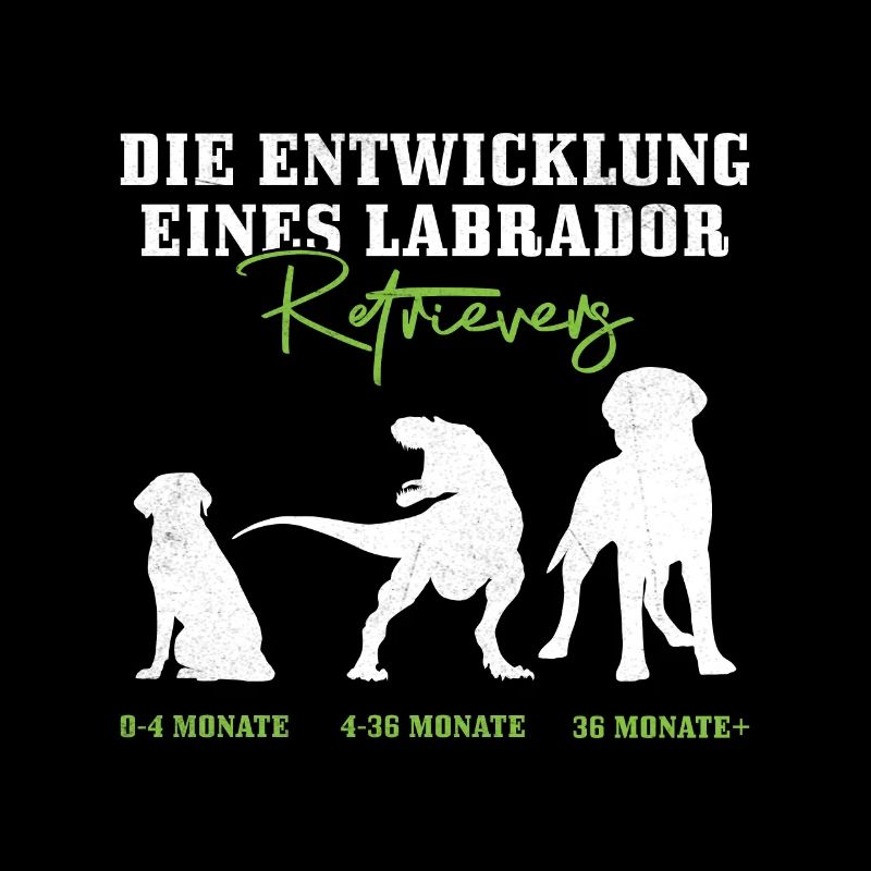 Labrador Hund DIE ENTWICKLUNG EINES LABRADORS
