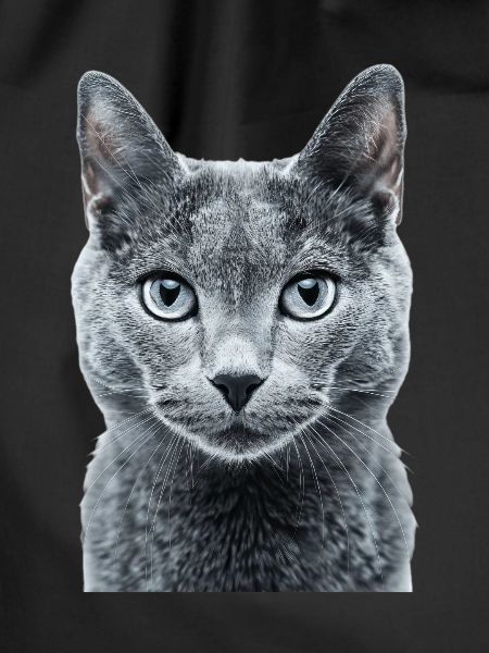 Russian Blue