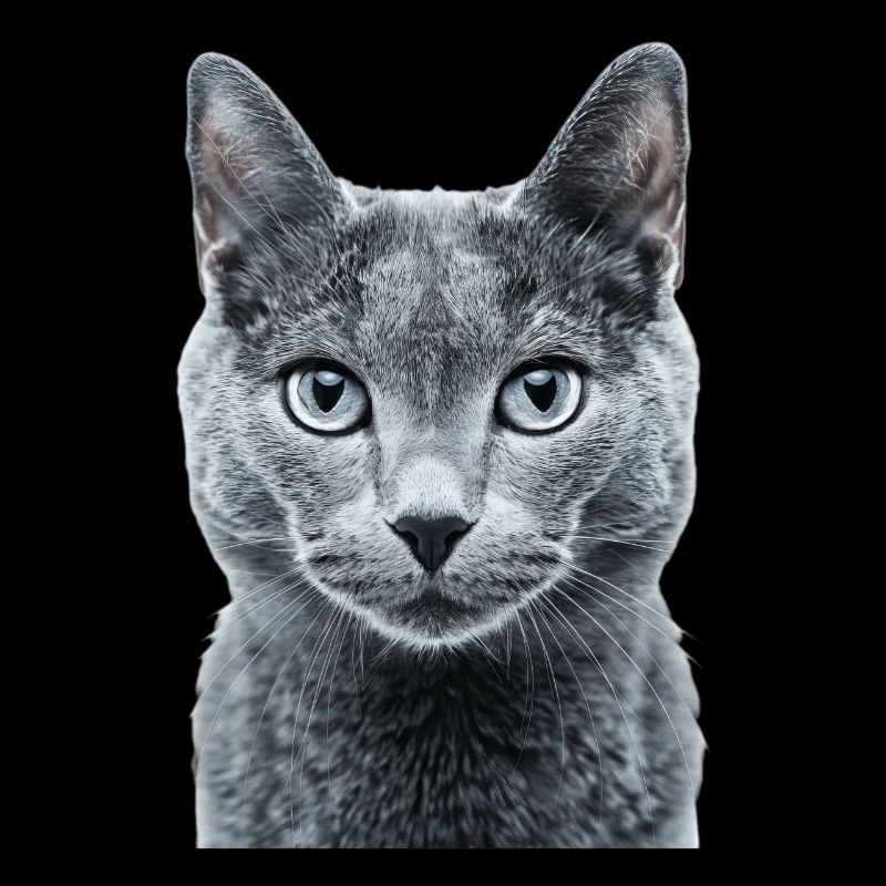Russian Blue