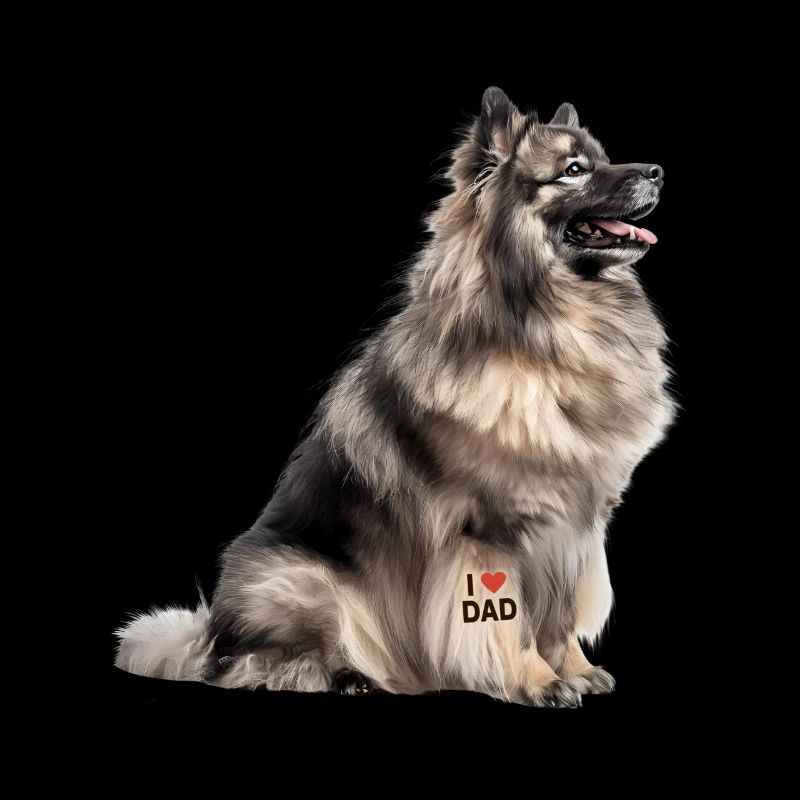 Keeshond Dad Papa