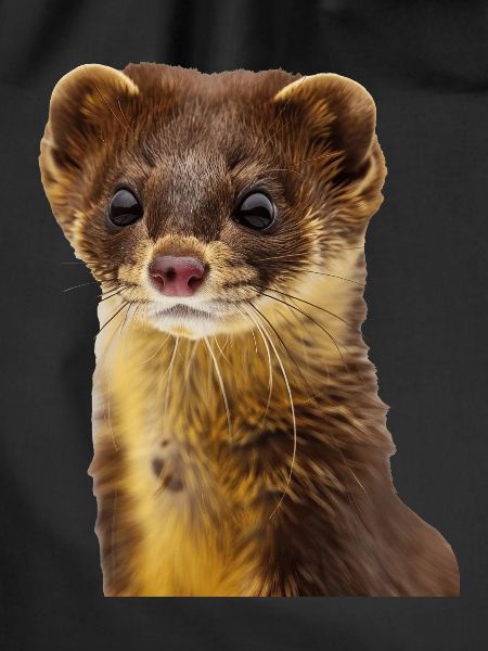 Wiesel
