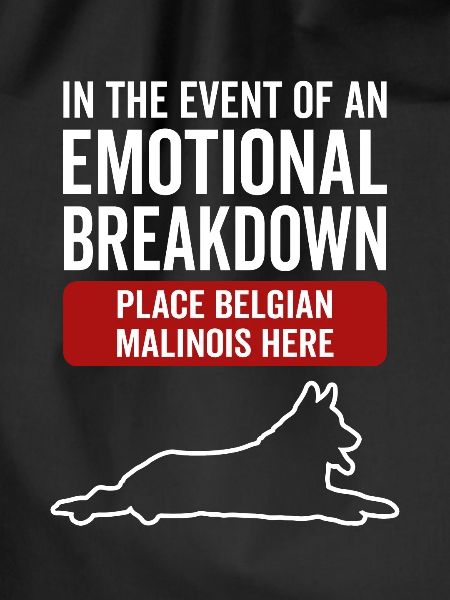 Emotional - Belgian Malinois dog