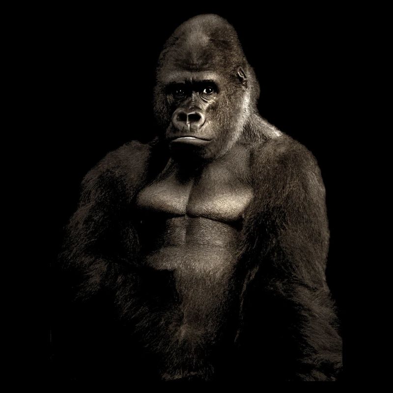 Gorilla