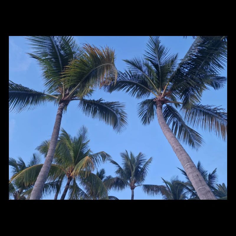 Palm tree
