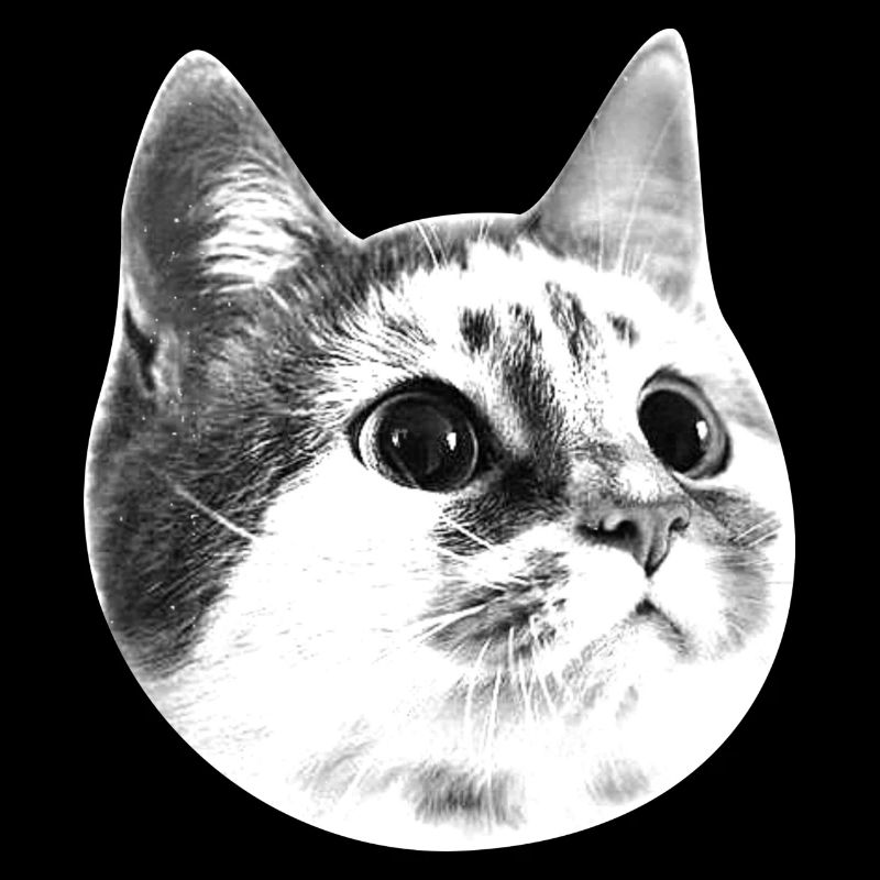 chat blanc