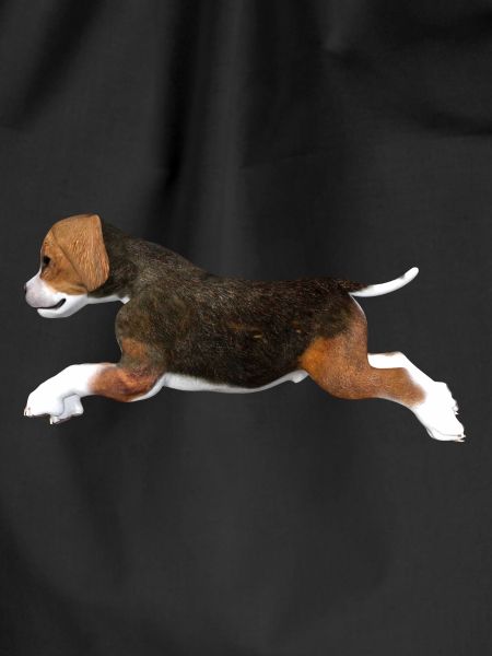 Beagle puppy