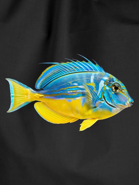 Vivid Parrotfish Burst
