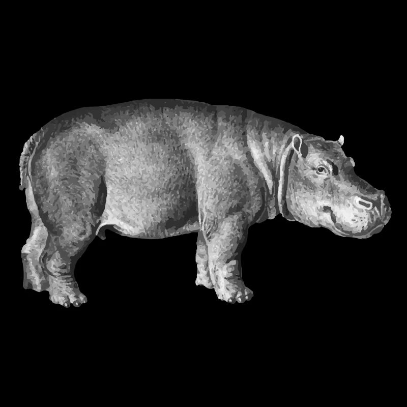 hippopotame