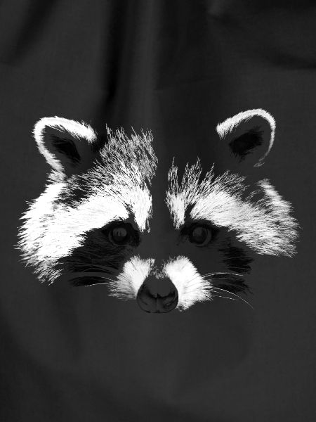 raccoon