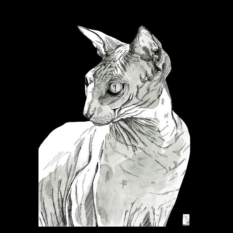 Sphynx Katze