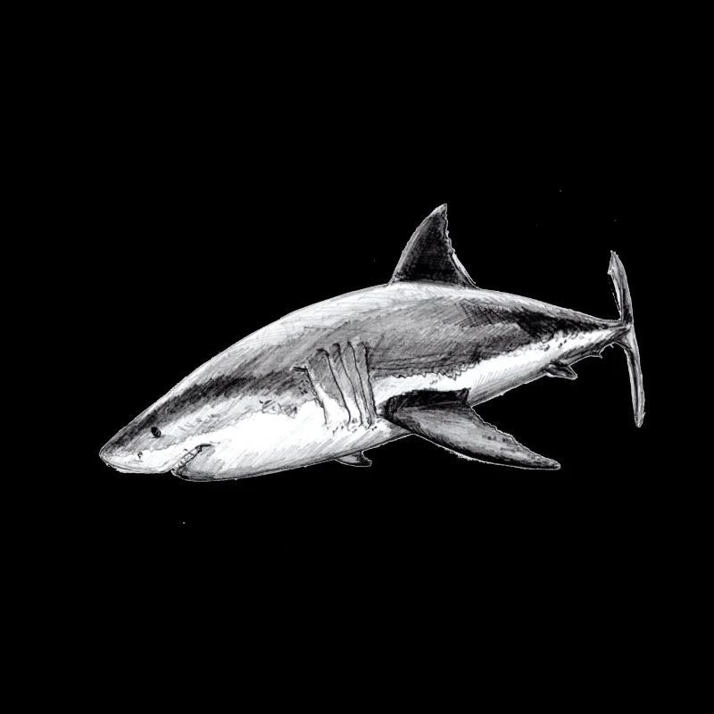 Great white shark