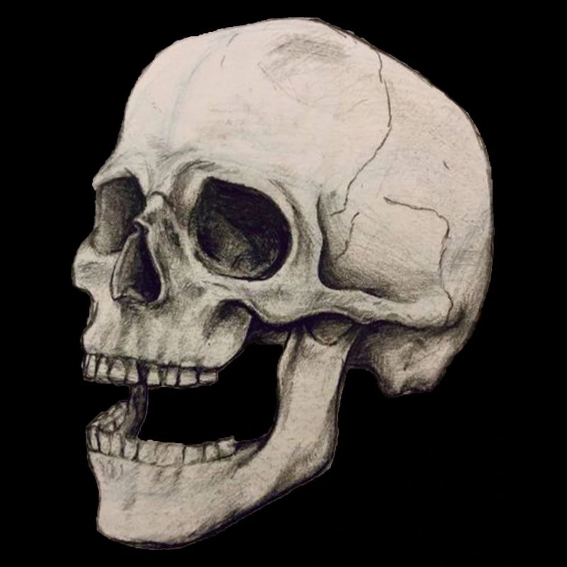 skeleton skull