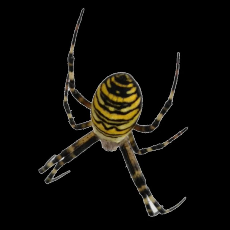 spider